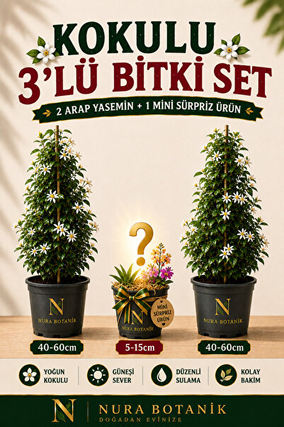 Nura Botanik Kokulu 2 ADET Arap Yasemini Fidanı Saksılı+Mini Sürpriz Çiçek He...