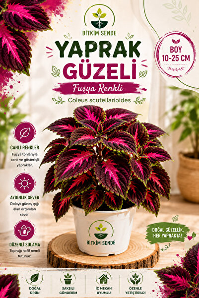 Bitkim Sende Yaprak Güzeli Çiçeği Canlı Bitki Büyük Saksılı 40-60 Cm