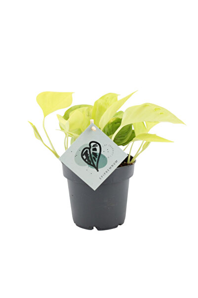Eufloria Epipremnum 'Champs Élysées' Ø12cm