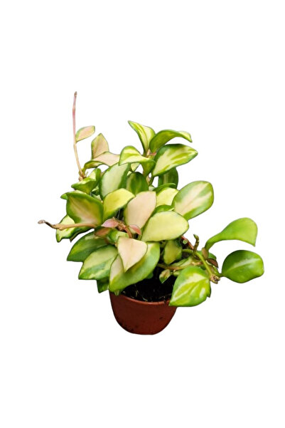 Eufloria Hoya heuschkeliana 'Variegata' Ø6cm