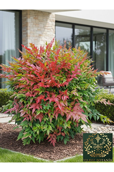 YILDIZ BOTANİK Nandina Seika Renk Değiştiren Cennet Bambusu Nandina Obsession...