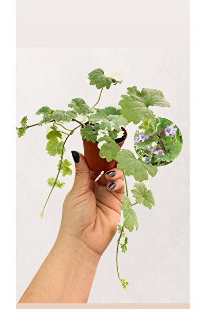 nazlı çiçekçilik Glechoma Hederacea Variegata (Alacalı Yer Sarmaşığı) 5,5’luk...