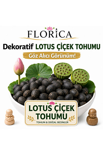 FLORİCA TOHUM & DOĞAL BESİNLER Lotus Çiçeği Tohumu 7 Adet – Nilüfer Çiçeği To...