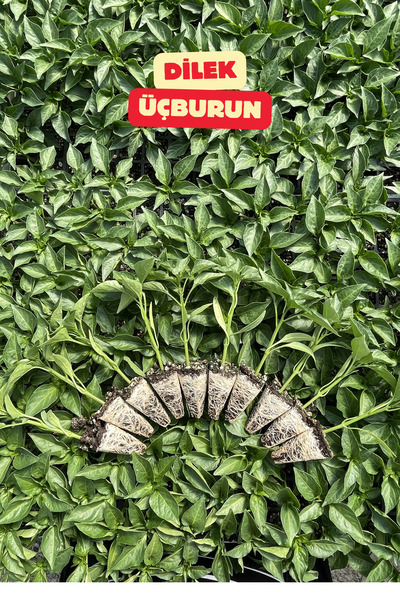 yüksel tohum ÜÇBURUN BİBER FİDESİ 10 ADET