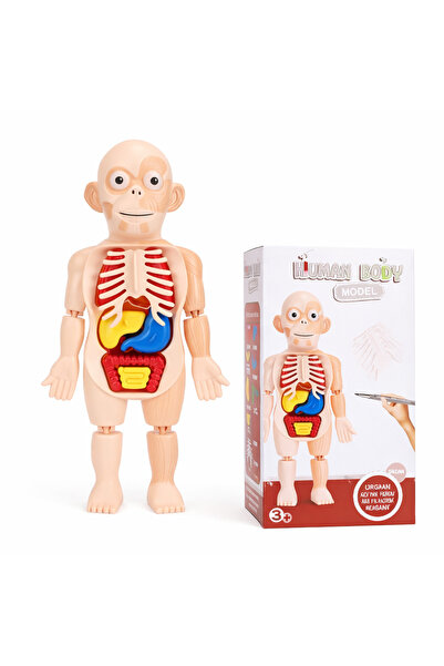 PinkBlue Jucarie educativa Corpul Uman, 17 piese anatomie, 23 cm, invatare pr...