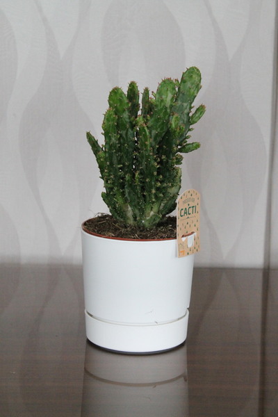 gardenkoala Opuntia monacantha variegata