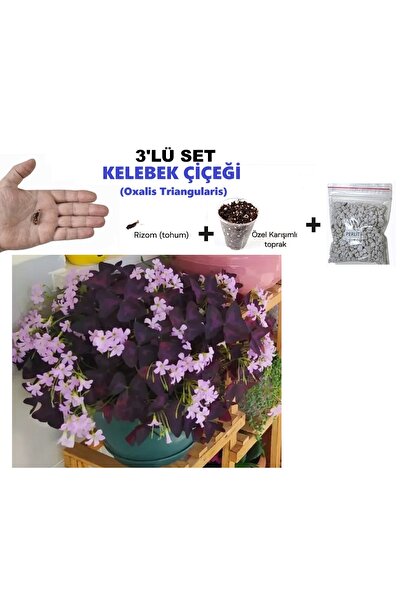 morlalem m 3'LÜ BİTKİ SETİ, Oxalis Pembe Mor Alacalı Uyku Çiçeği Süs Yoncası,...