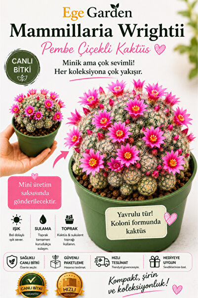 EGE GARDEN Mammillaria Wrightii Yavrulu Pembe Çiçekli Koleksiyon Kaktüsü – Bo...