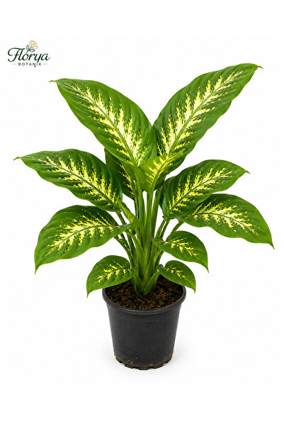 Florya Botanik Salon Bitkisi Difenbahya Tropic Snow, 50-60 Cm