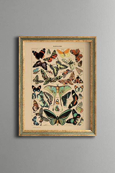 epiqart Colorful Winged Insect Collection - Vintage Patterned Frame - Slim Model