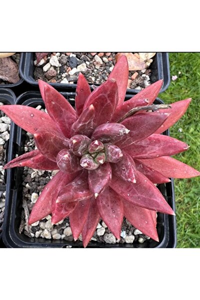 SukuLand Echeveria İzar Kore ithal özel tür sukulent 5,5cm saksıda
