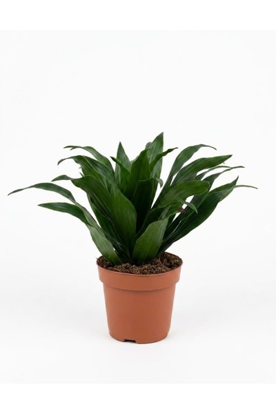 ERNAZ Dracaena Fragrans ‘Janet’ Compacta / 20-25 cm Boy / İç Mekan / Masa Boy...