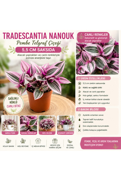 FİDEİSTE Tradescantia Nanouk (Pembe Telgraf Çiçeği) 5,5 cm Saksıda – Alacalı ...