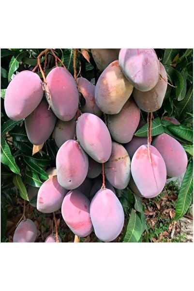 ASES FİDAN 2 YAŞ SAKSIDA AŞILI OSTEEN MANGO FİDANI BOY 100-120 CM