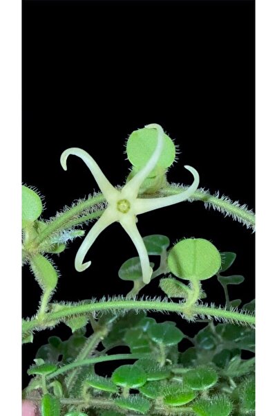 SİMAN BOTANİK Hoya Sp Papua Oreosparte Mum Çiçeği