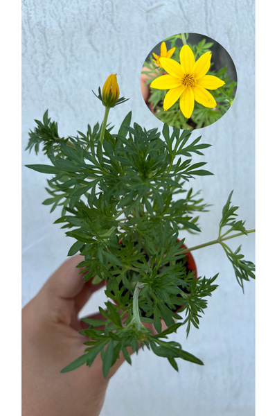 nazlı çiçekçilik Bidens Çiçeği 5,5’luk Saksıda