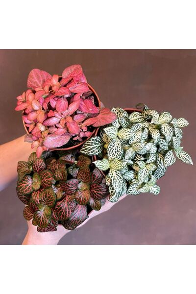 Serafina Fittonia Roșie, H 15 cm