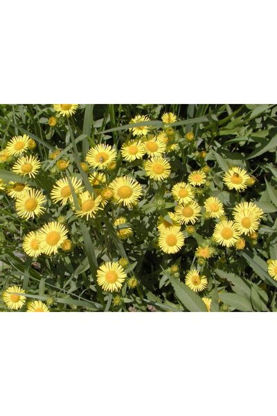 Green Health ΒΟΤΑΝΟ ΙΝΟΥΛΑ 1ΤΕΜ 100gr