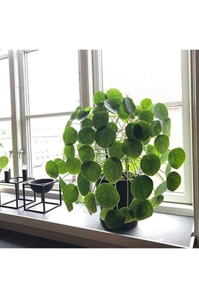 123 100 Rare Seeds, Chinese Vegetable Seeds, Easy to Grow