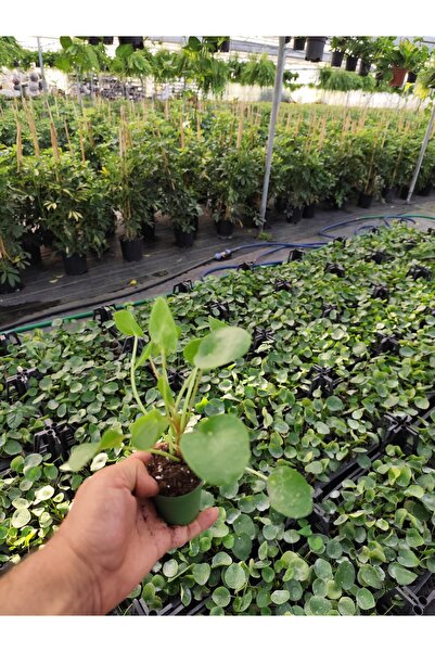 bitkidünyam Canlı Pilea Çiçeği Çin Para Çiçeği Üretim Saksısında - Dekoratif ...