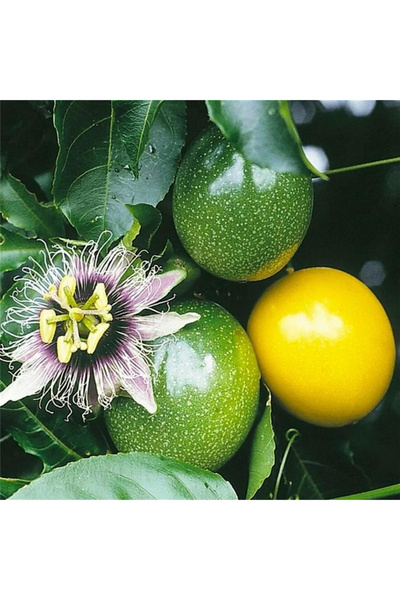 123 Passion Flower Seeds for Planting, 100 Seeds Pack, Beautiful Flower