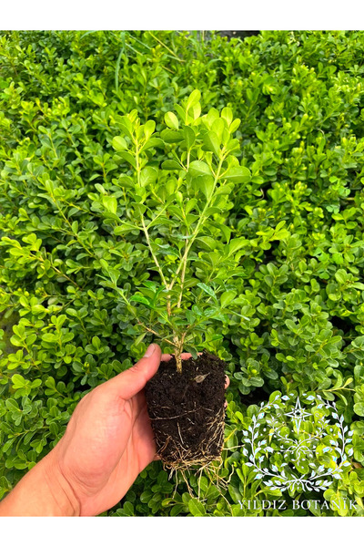 YILDIZ BOTANİK Şimşir Fidanı Çit Bitkisi Buxus Sempervirens Rotundifolia