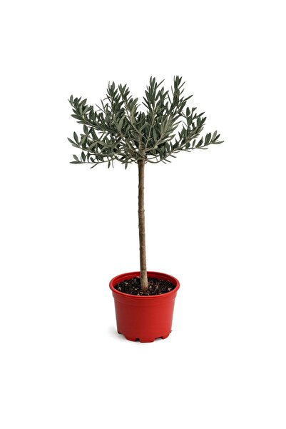 gardenkoala Zeytin Ağacı – Olea europaea – 21 cm Saksı
