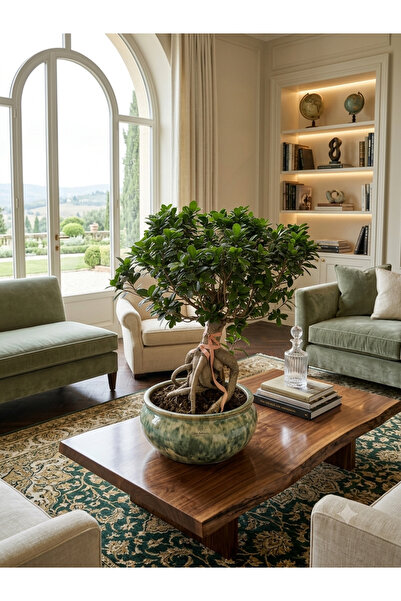 Cekabotanik Ceka Botanik 40 Yaşında İthal Ficus Ginseng Bonsai Ağacı - Özel K...