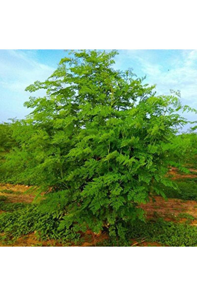 123 Moringa Tree Seeds, Moringa Plants Seeds for Drumstick Tree, Horse Tree P...
