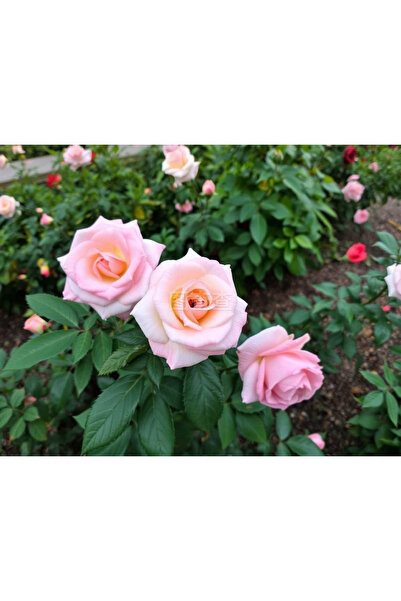 123 1000Pcs Chinese Mixed Rose Seeds, Decorative Flowers for Pots and Gazebos