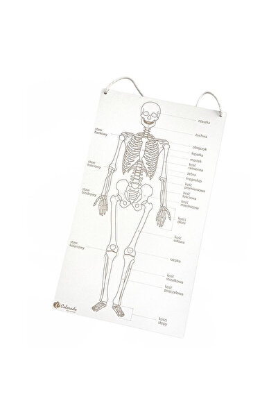 Colorado Tabla educationala/poster Colorado, Schelet Uman, anatomie, 285x498 ...
