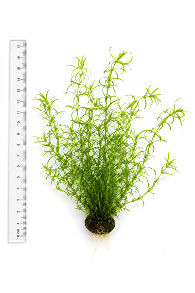 GB AQUA 🌿 Lepistes Otu – Karides ve Yavrular İçin Doğal Saklanma Alanı (8-12...