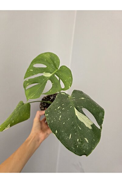 Monstera Albo