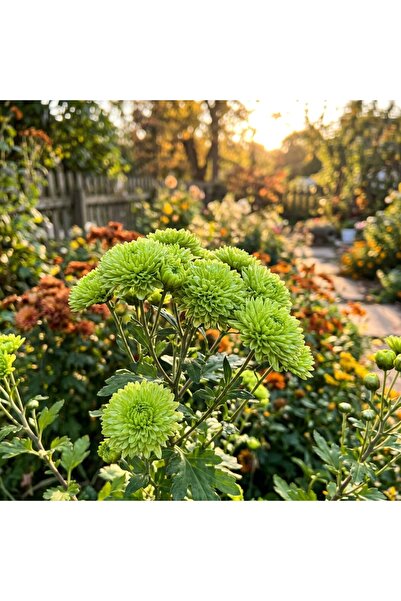 Bloom & Sow Seed بذور أقحوان الخريف الأخضر الفاتح (نوع متعدد الأزهار) - مناسب...
