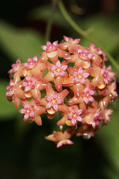 Generic Brand Hoya Fitchii