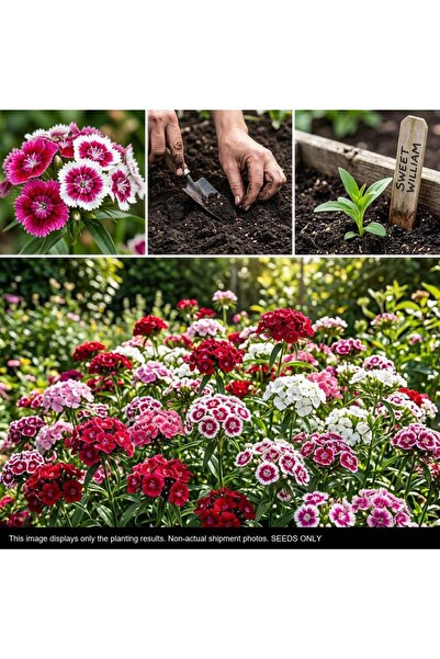 Bloom & Sow Seed بذور زهرة سويت ويليام (ديانتوس بارباتوس) متعددة الألوان - بذ...
