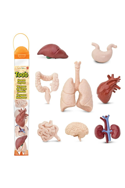 Safari Ltd Organe interne umane. Set de figurine într-un tub Safari Ltd.