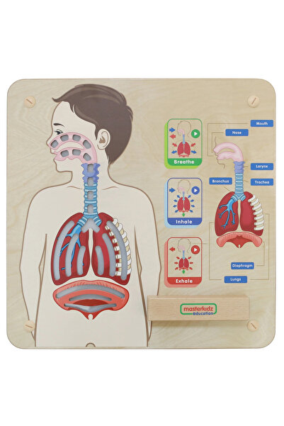 Masterkidz Placă educațională Montessori Sistem Respirator