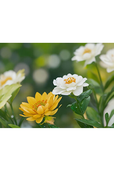 Bloom & Sow Seed بذور زهور مزدوجة مختلطة باللونين الأبيض والأصفر، زهور زينة م...
