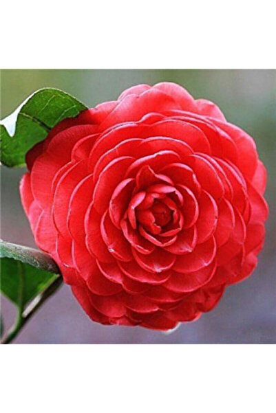 Bloom & Sow Seed Neat Circular Double Red Camellia Seeds, Cold-resistant Pott...