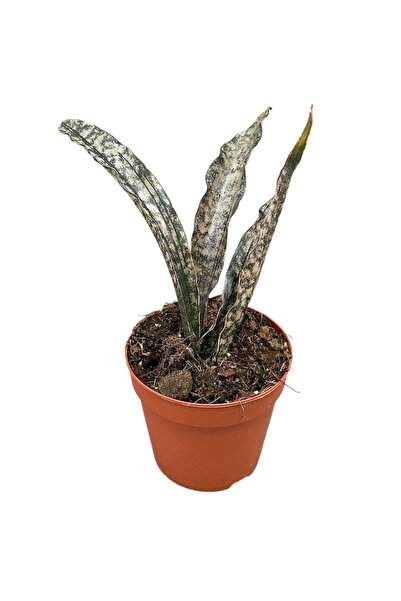 Eufloria Sansevieria kirkii 'Coppertone'
