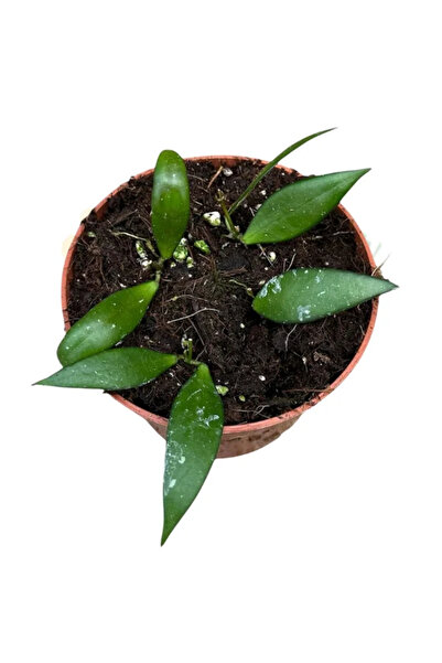 Eufloria Hoya sp. Sumatra Ø10.5cm
