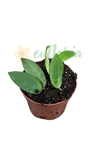 Eufloria Hoya scortechinii 'White' Ø6cm