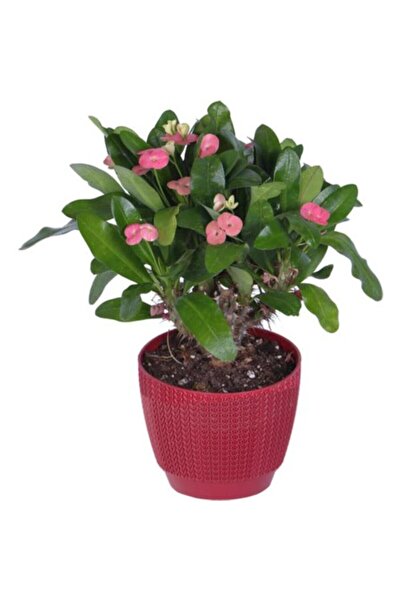 Thorns Crown Flower Sapling Pink 10-20 cm