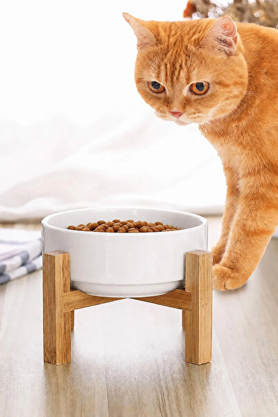 MatGo Pati Mama Su Kabı Kedi Köpek Çam Ağacından Seramik Kaseli 500Ml Hacim K...