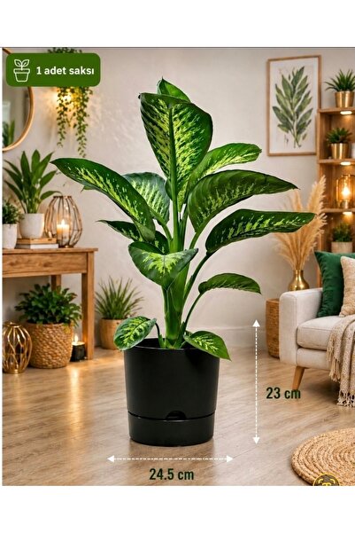 Begonia 9 Lt Anthracite Plate Flower Pot (LEOFLOWERS PRODUCT)Mouth Diameter 24.5 Cm Height 23 Cm