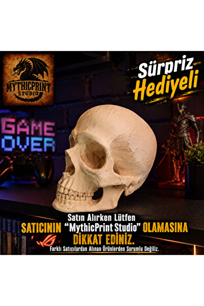 Genel Markalar Kuru Kafa / Kafatası / Skull / 15 Cm