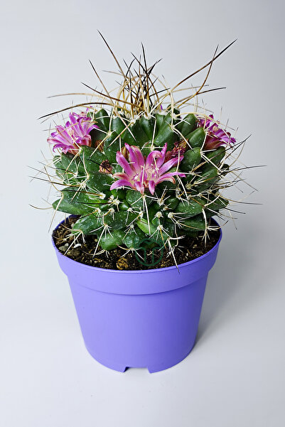 Toptan Kaktüs Mammillaria Magnimamma Nadir Kaktüs Özel Tür Nadide Kaktus Tekl...