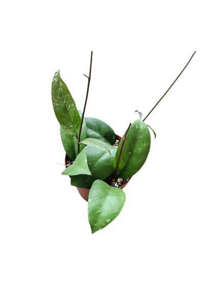 Eufloria Hoya sp. Aceh Ø12cm (exemplare dezvoltate)