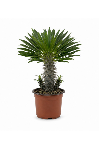 gardenkoala Madagaskar Palmiyesi – Pachypodium lamerei 12 cm